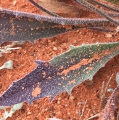 Plantago drummondii at suppressed - 1 Jul 2021 10:05 AM