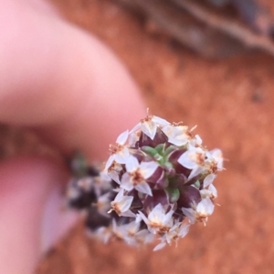 Plantago drummondii at suppressed - suppressed