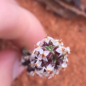 Plantago drummondii at suppressed - 1 Jul 2021