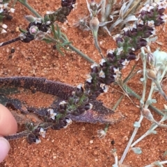 Plantago drummondii at suppressed - suppressed