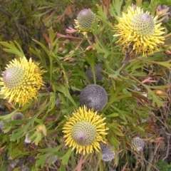 Isopogon anemonifolius (Common Drumsticks) at Barren Grounds Nature Reserve - 4 Feb 2012 by MatthewFrawley