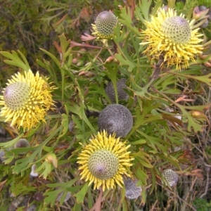 Isopogon anemonifolius at Barren Grounds, NSW - suppressed