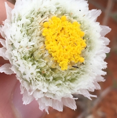 Polycalymma stuartii (Poached Egg Daisy) at Tibooburra, NSW - 1 Jul 2021 by NedJohnston