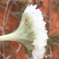 Polycalymma stuartii at suppressed - 1 Jul 2021