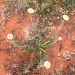 Polycalymma stuartii at suppressed - 1 Jul 2021