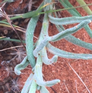 Polycalymma stuartii at suppressed - suppressed