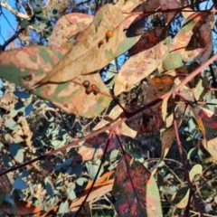 Eucalyptus insect gall at Deakin, ACT - 18 Aug 2021 by TomT