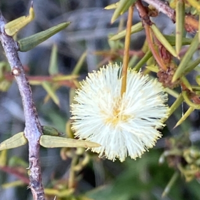 Acacia ulicifolia (Prickly Moses) at Tuggeranong DC, ACT - 15 Aug 2021 by RAllen