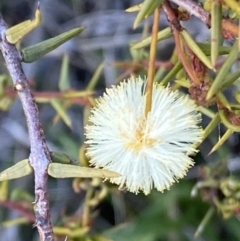 Acacia ulicifolia (Prickly Moses) at Wanniassa Hill - 15 Aug 2021 by RAllen