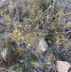 Acacia ulicifolia at Tuggeranong DC, ACT - 15 Aug 2021 03:40 PM