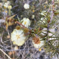 Acacia ulicifolia at Tuggeranong DC, ACT - 15 Aug 2021