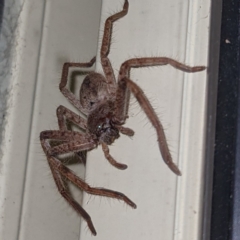 Isopeda (genus) (Huntsman Spider) at Kambah, ACT - 18 Aug 2021 by HelenCross