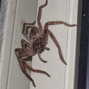 Isopeda sp. (genus) at Kambah, ACT - 18 Aug 2021