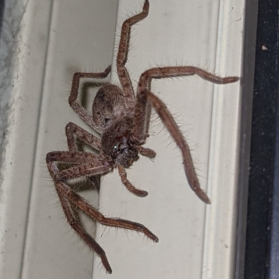 Isopeda sp. (genus) (Huntsman Spider) at Lions Youth Haven - Westwood Farm A.C.T. - 18 Aug 2021 by HelenCross