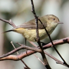 Acanthiza reguloides (Buff-rumped Thornbill) at Albury - 18 Aug 2021 by PaulF