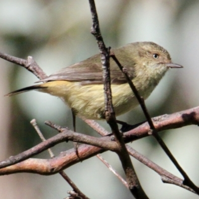 Acanthiza reguloides (Buff-rumped Thornbill) at Albury - 18 Aug 2021 by PaulF