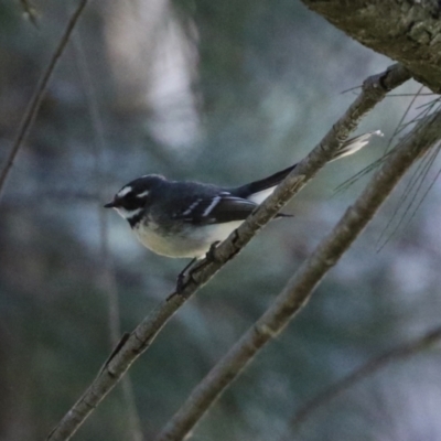 Rhipidura albiscapa (Grey Fantail) at Gordon Pond - 18 Aug 2021 by RodDeb