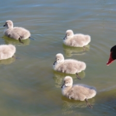 Cygnus atratus (Black Swan) at Gordon Pond - 18 Aug 2021 by RodDeb