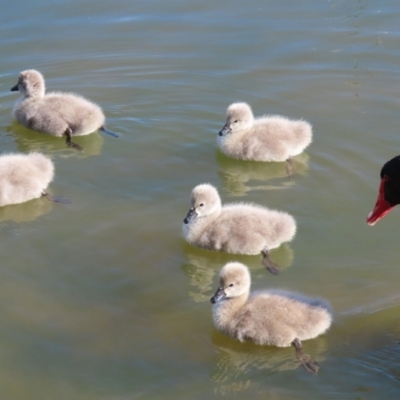 Cygnus atratus (Black Swan) at Gordon, ACT - 18 Aug 2021 by RodDeb