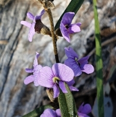 Hovea heterophylla (Common Hovea) at Aranda Bushland - 18 Aug 2021 by drakes