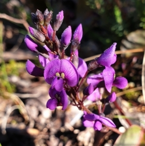 Hardenbergia violacea at Holt, ACT - 18 Aug 2021