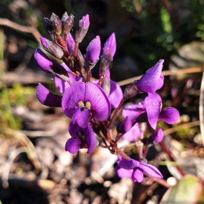 Hardenbergia violacea (False Sarsaparilla) at Holt, ACT - 17 Aug 2021 by drakes