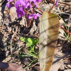 Hardenbergia violacea at Holt, ACT - 18 Aug 2021 09:23 AM