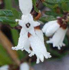 Cryptandra amara (Bitter Cryptandra) at Holt, ACT - 18 Aug 2021 by drakes