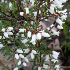 Cryptandra amara at Holt, ACT - 18 Aug 2021