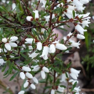 Cryptandra amara at Holt, ACT - 18 Aug 2021