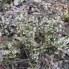 Cryptandra amara at Holt, ACT - 18 Aug 2021