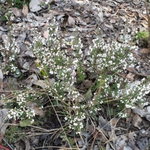 Cryptandra amara at Holt, ACT - 18 Aug 2021