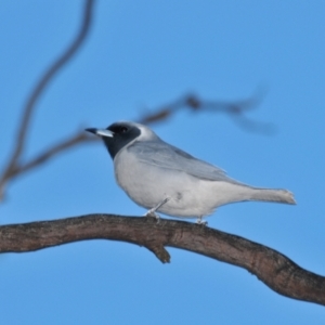 Artamus personatus at Tottenham, NSW - 13 Sep 2008