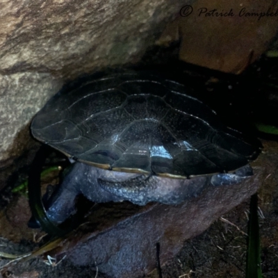 Emydura macquarii (Macquarie Turtle) at Regentville, NSW - 19 Aug 2021 by PatrickCampbell