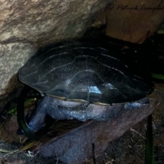 Emydura macquarii (Macquarie Turtle) at suppressed - 18 Aug 2021 by PatrickCampbell