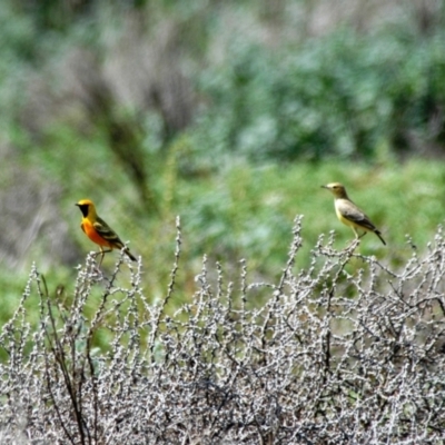 Epthianura aurifrons (Orange Chat) at Yathong Nature Reserve - 25 Jan 2008 by Harrisi