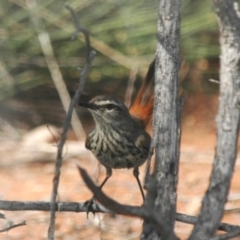 Hylacola cauta (Shy Heathwren) at Irymple, NSW - 26 Jan 2008 by Harrisi