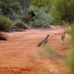 Leipoa ocellata (Malleefowl) at Nombinnie Nature Reserve - 24 Jan 2008 by Harrisi