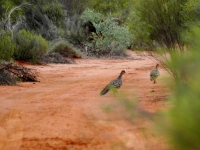 Leipoa ocellata (Malleefowl) at Mount Hope, NSW - 24 Jan 2008 by Harrisi