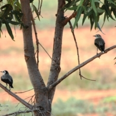 Epthianura albifrons (White-fronted Chat) at Irymple, NSW - 25 Jan 2008 by Harrisi