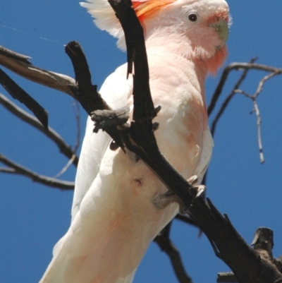 Lophochroa leadbeateri (Pink Cockatoo) at Yathong Nature Reserve - 24 Jan 2008 by Harrisi
