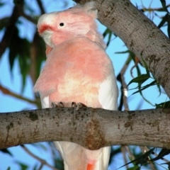 Lophochroa leadbeateri leadbeateri at Irymple, NSW - suppressed