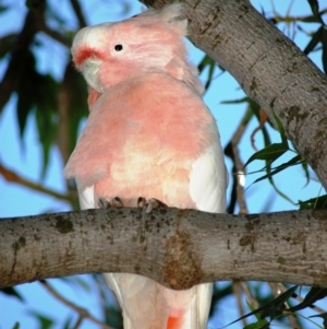 Lophochroa leadbeateri leadbeateri at Irymple, NSW - suppressed