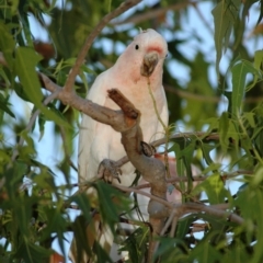 Lophochroa leadbeateri leadbeateri at Irymple, NSW - suppressed