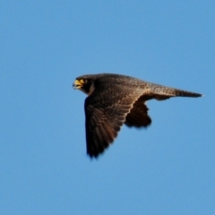 Falco peregrinus (Peregrine Falcon) at Euabalong, NSW - 18 Sep 2009 by Harrisi