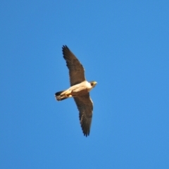 Falco peregrinus at Euabalong, NSW - 18 Sep 2009 04:14 PM