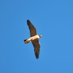 Falco peregrinus at Euabalong, NSW - 18 Sep 2009