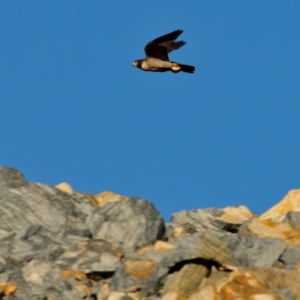 Falco peregrinus at Euabalong, NSW - 18 Sep 2009