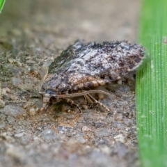 Capua intractana (A Tortricid moth) at Fadden, ACT - 18 Aug 2021 by sciencegal