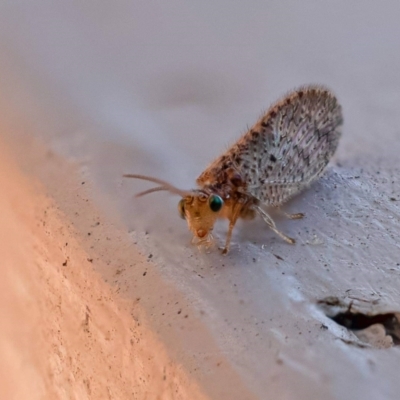 Micromus tasmaniae (Tasmanian Brown Lacewing) at Wanniassa, ACT - 17 Aug 2021 by sciencegal